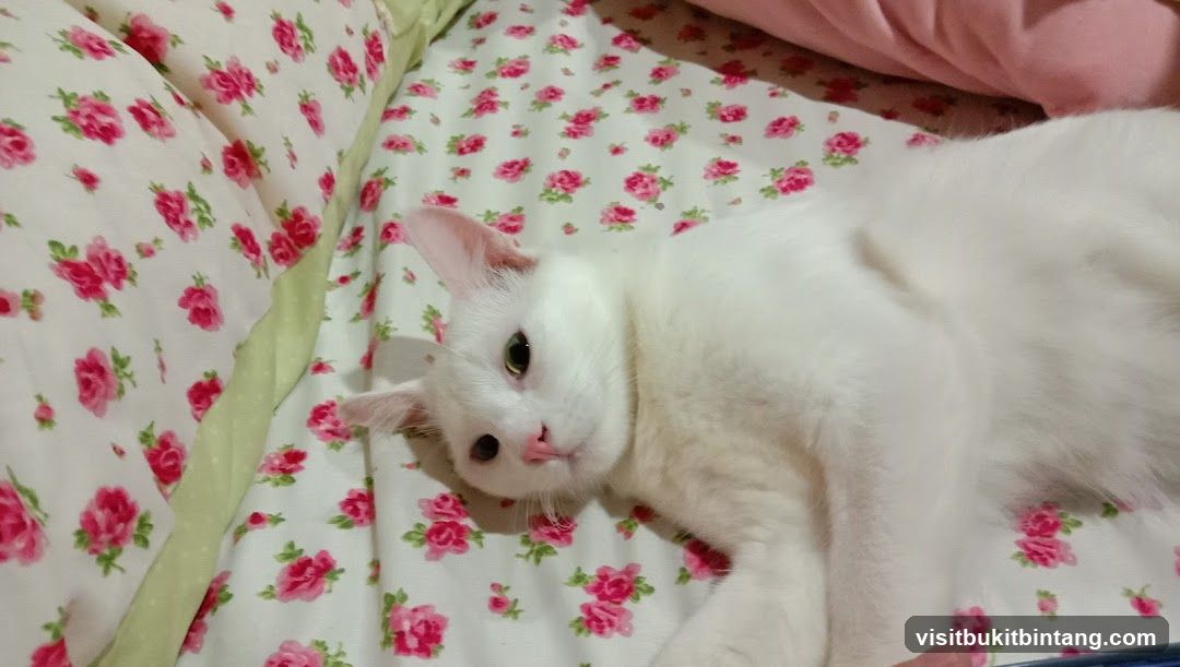 White cat on floral bedding