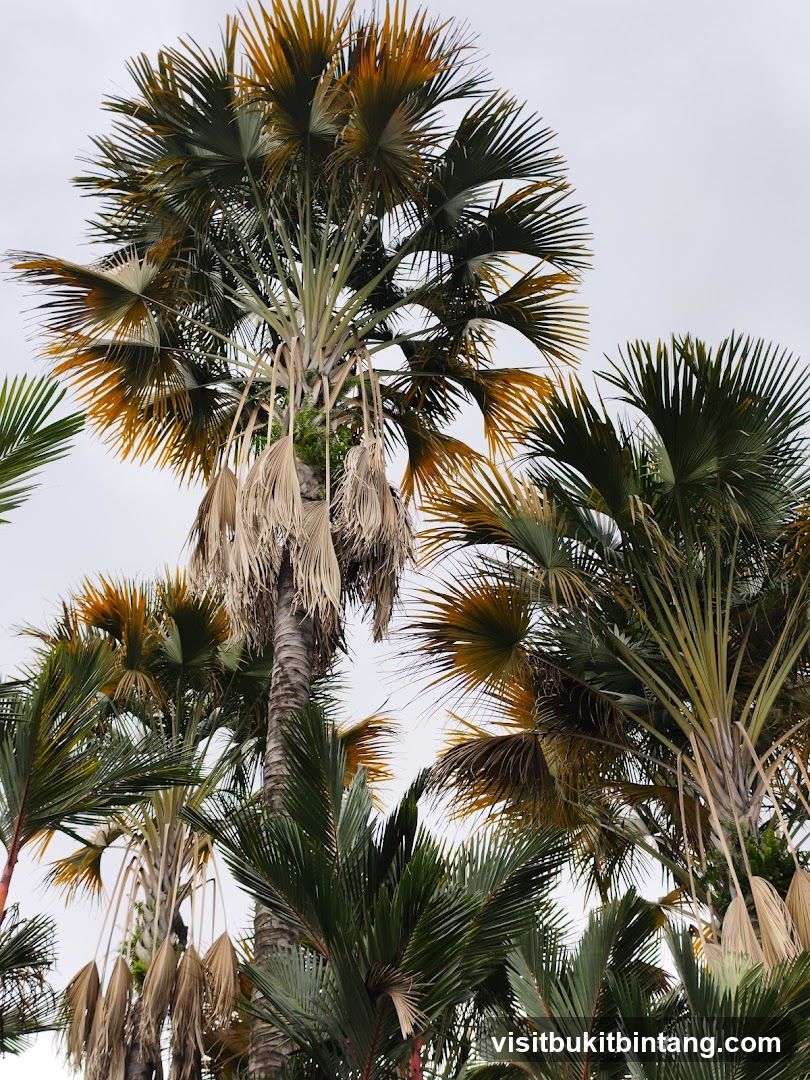 Palm Trees