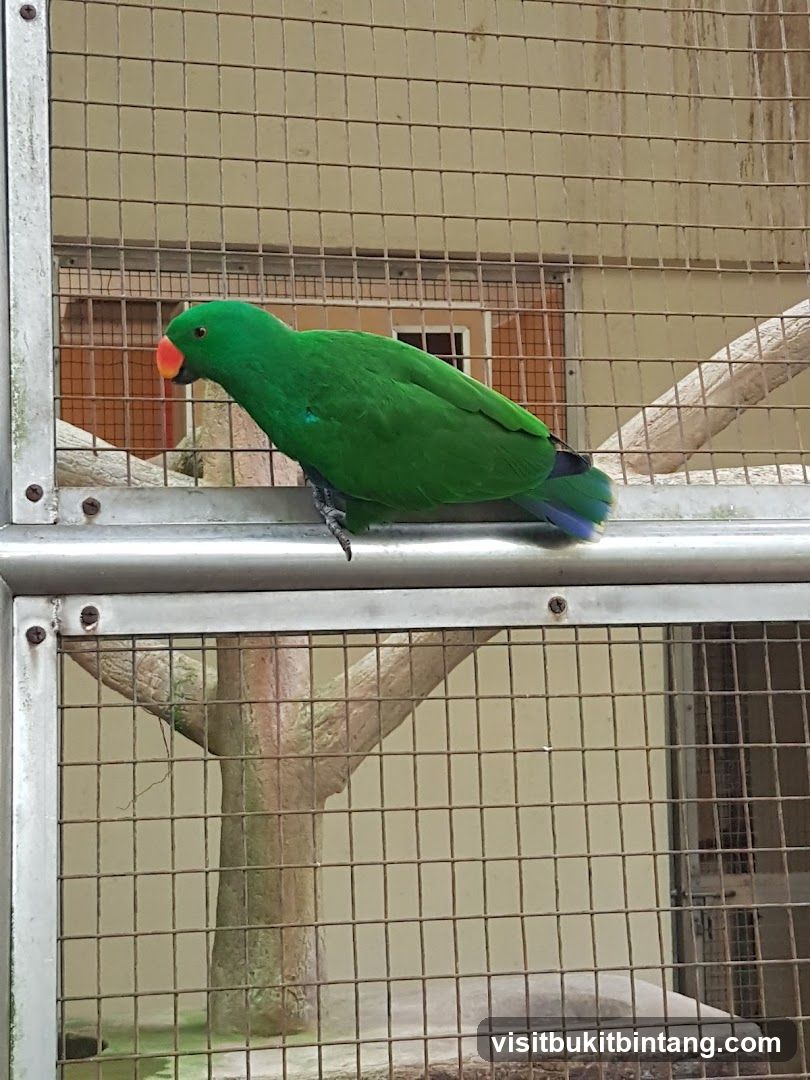 Green Eclectus Parrot in Enclosure