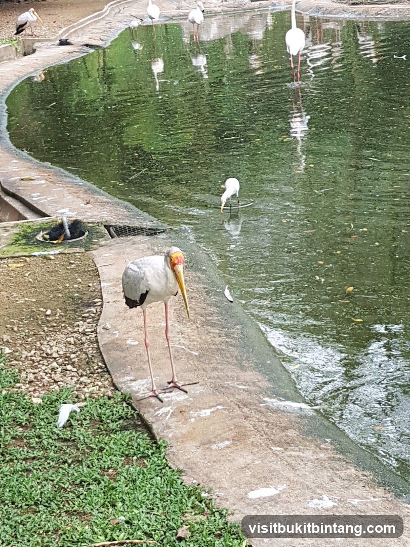Birds by the Pond