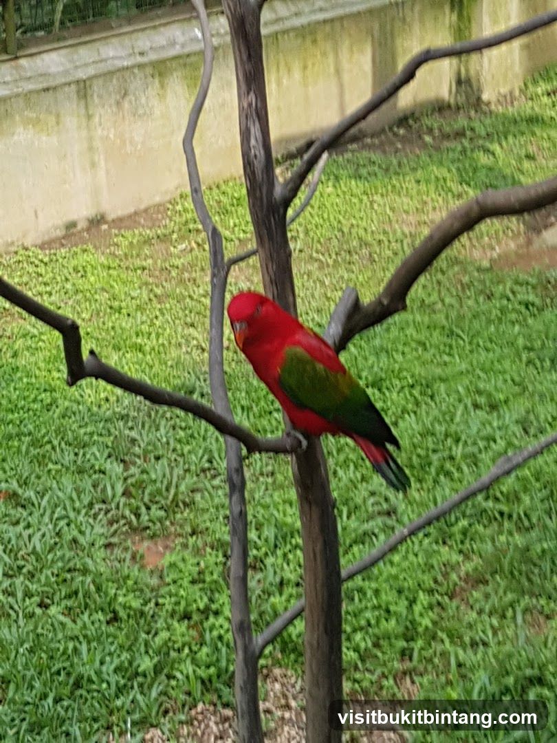 Red and Green Parrot on a Branch
