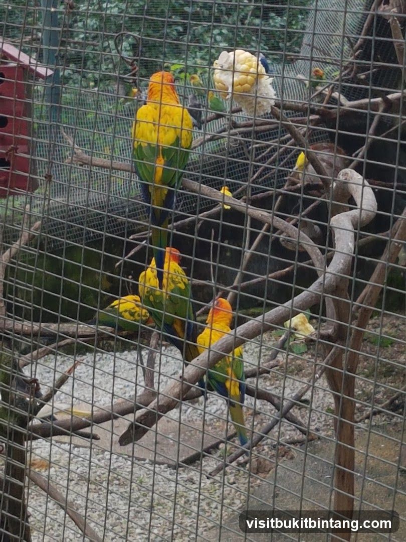Parrots in an enclosure