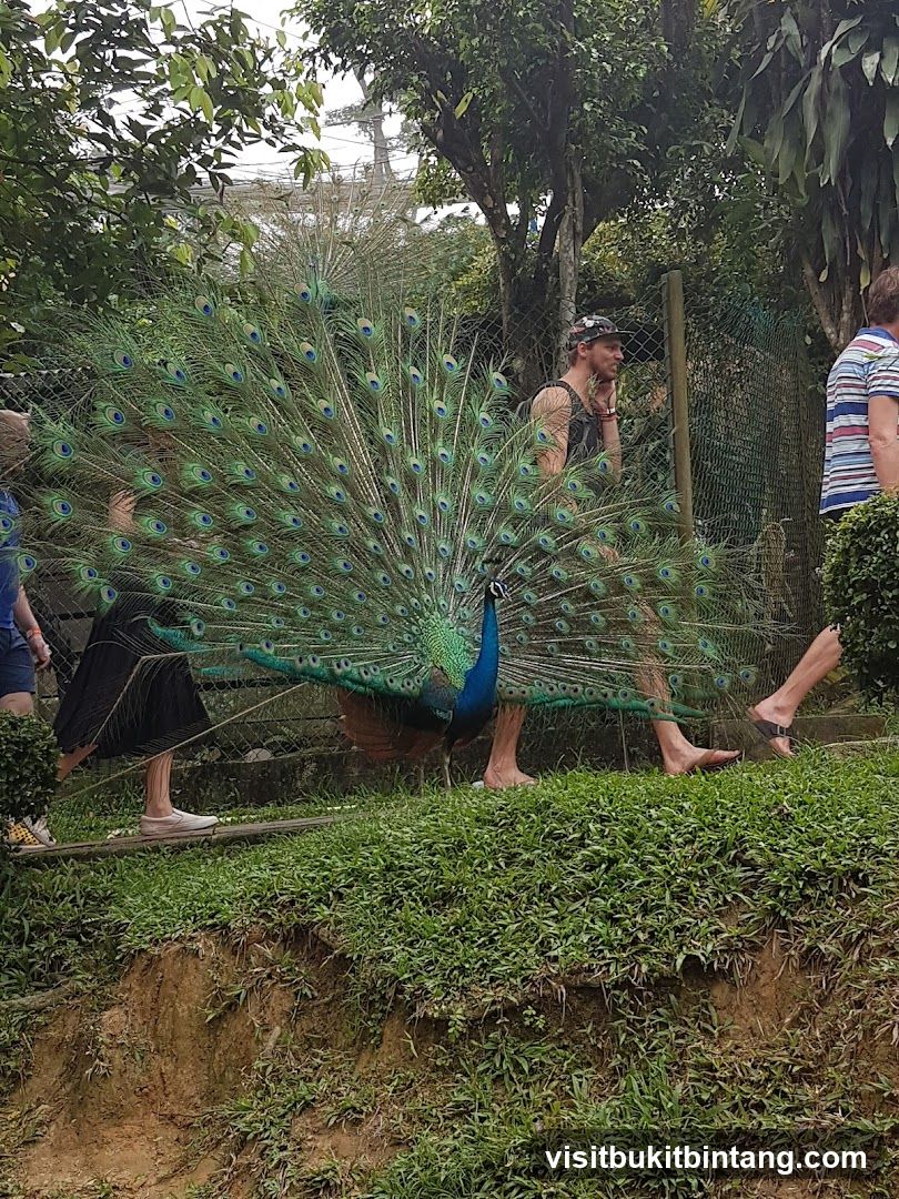 Peacock displaying feathers
