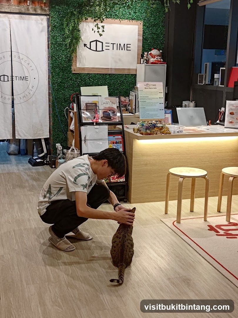 Cat Cafe Interior
