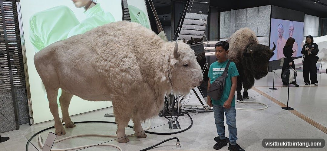 Taxidermied Bison Display