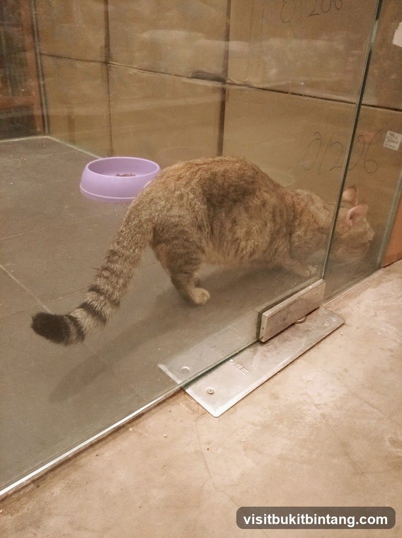 Cat in enclosure