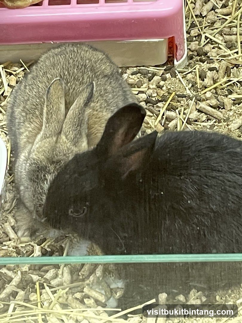 Two Rabbits in a Cage