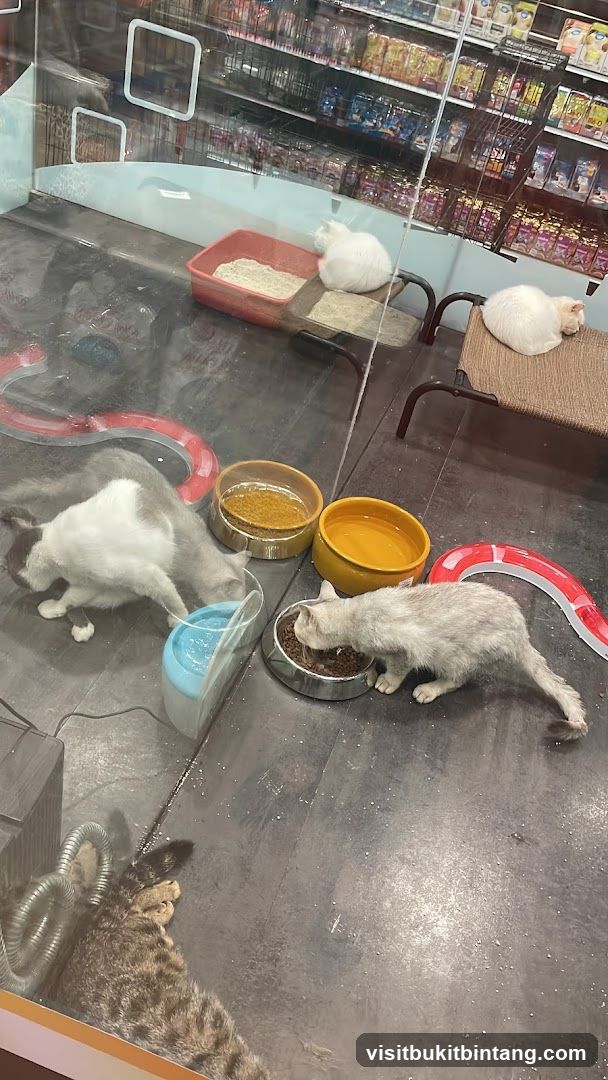 Cats eating and resting in a pet store