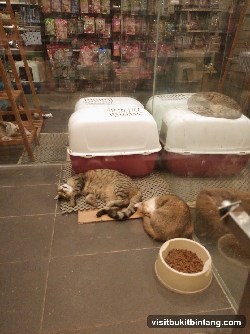 Cats sleeping in a pet store