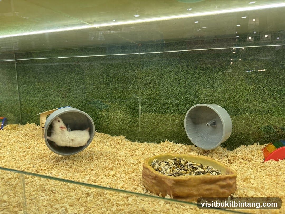 Hamster in a wheel
