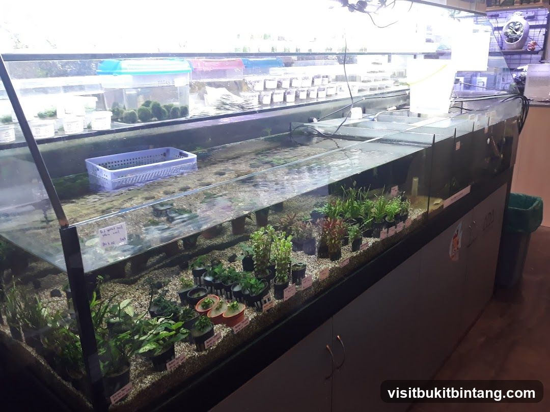 Aquarium Plant Display