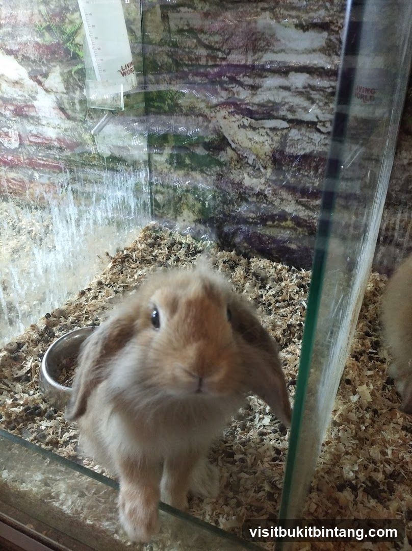 Rabbit in enclosure