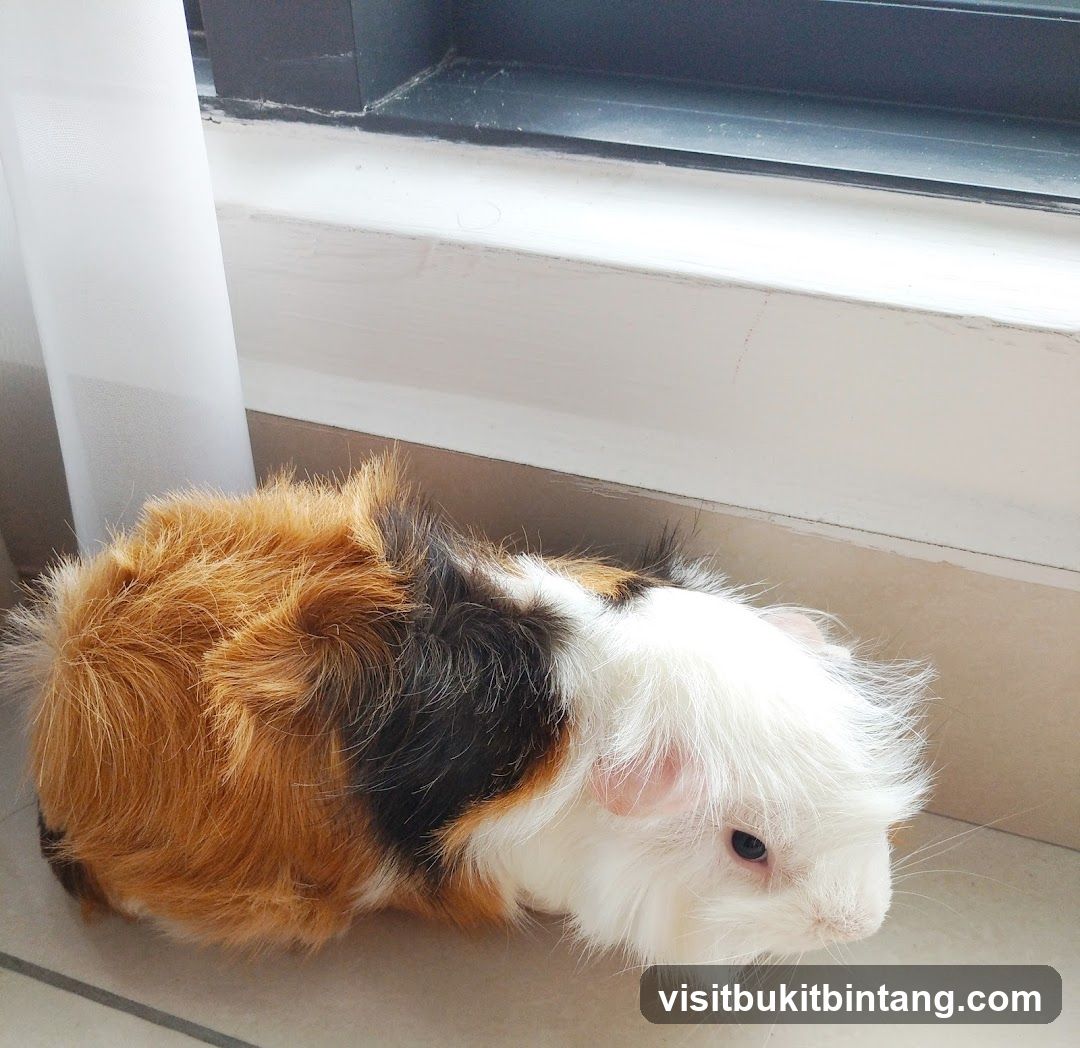 Guinea Pig