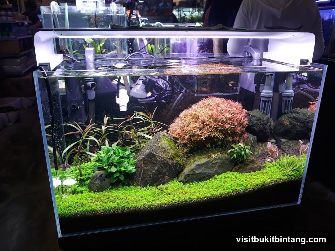 Aquascaped Aquarium