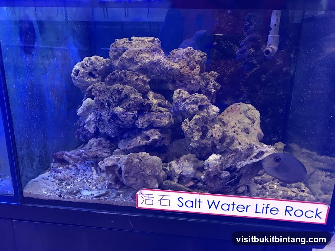 Salt Water Life Rock Display