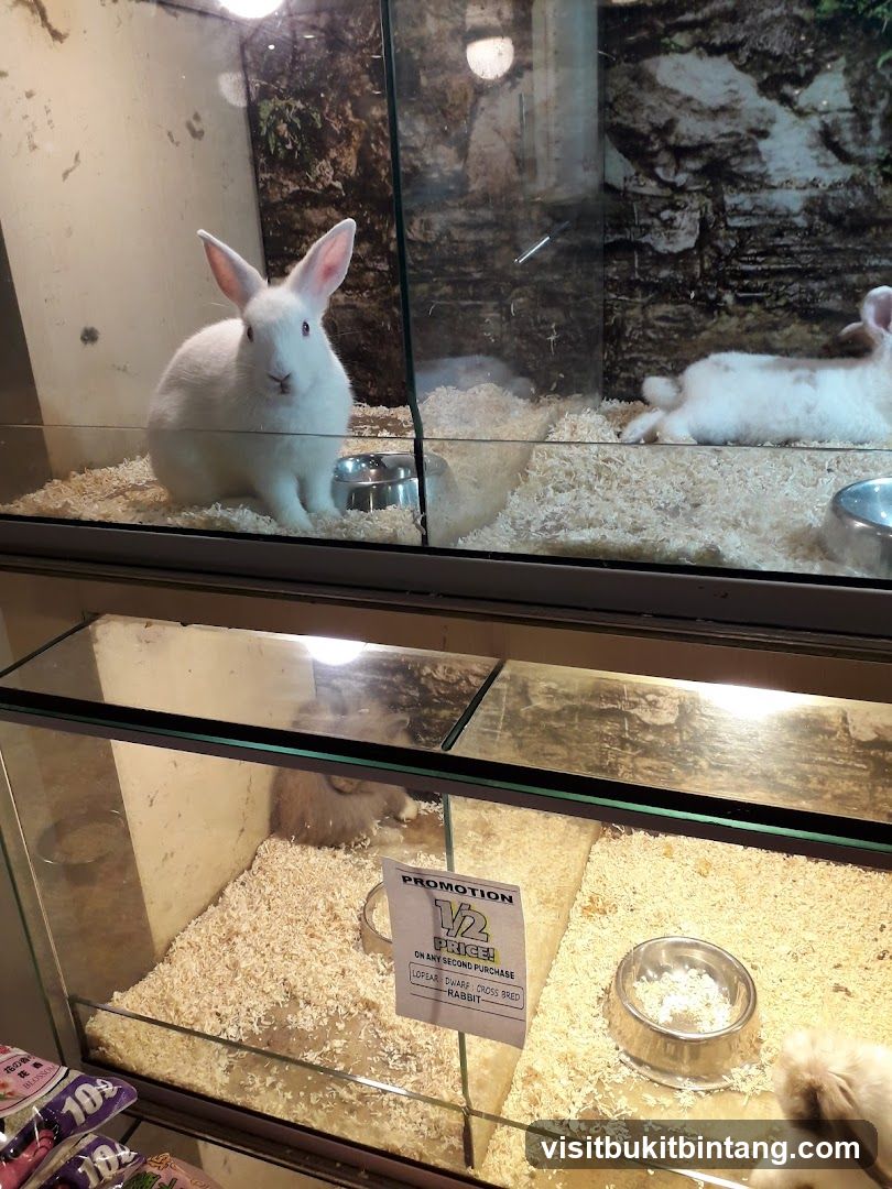 Rabbits in a Pet Store