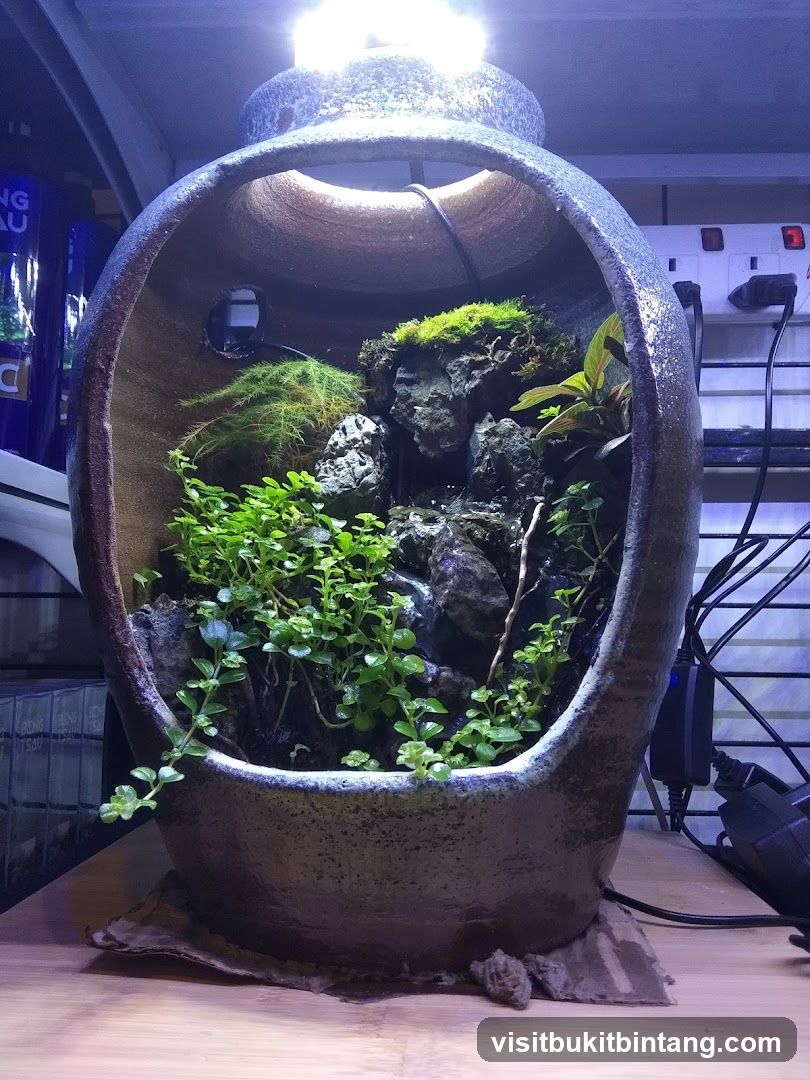 Terrarium in a Ceramic Pot