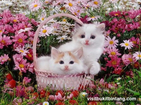 Kittens in a basket with flowers