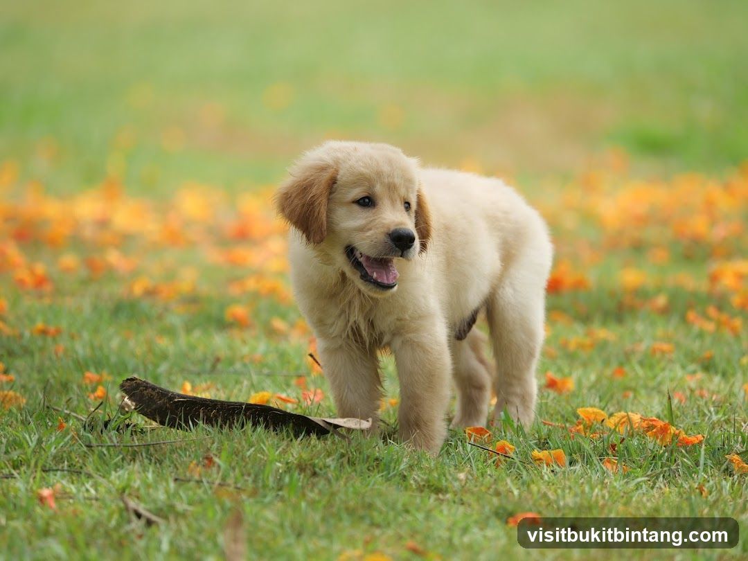 Golden Retriever Puppy in a Field