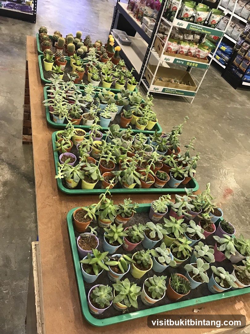 Assortment of Succulents and Cacti