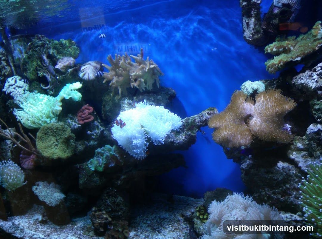 Aquarium with Corals and Fish