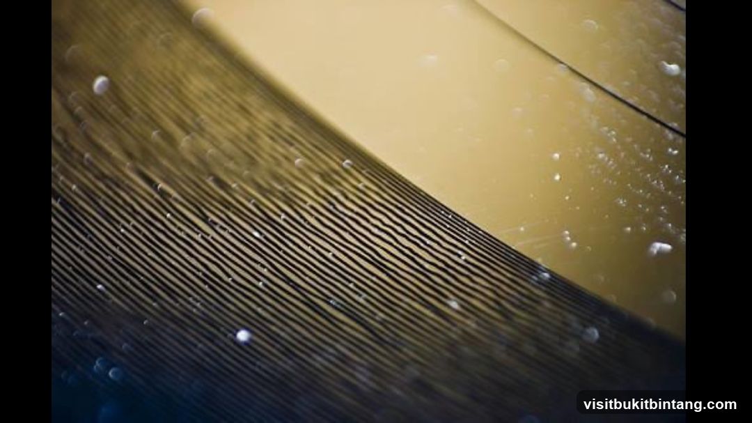 Close-up of a Feather